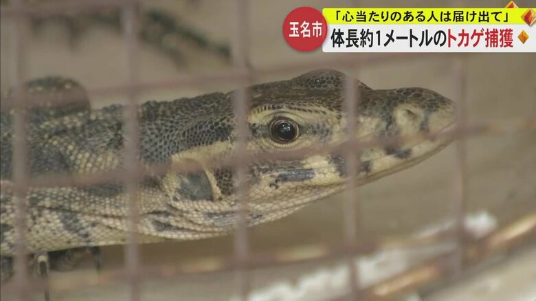 【続報】「報道されていたトカゲかも？」目撃情報の体長1メートルのトカゲ捕獲　飼い主は届け出て！｜FNNプライムオンライン