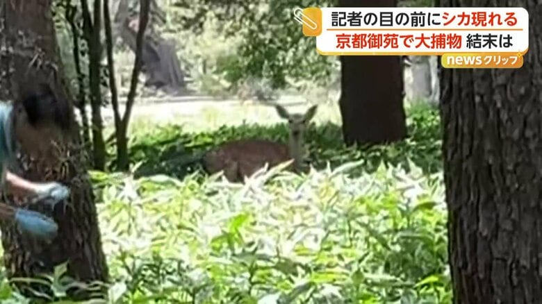 京都御苑にシカ出没　周囲の緊張をよそにのんびり食事も　捕獲用の網で追い込むも飛び越えて逃走　京都市・上京区｜FNNプライムオンライン