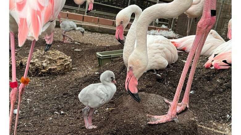 フラミンゴが子育て奮闘中！成鳥はピンク色なのになぜヒナは“灰色”？いつ頃から変わるのか富士花鳥園に聞いた｜FNNプライムオンライン