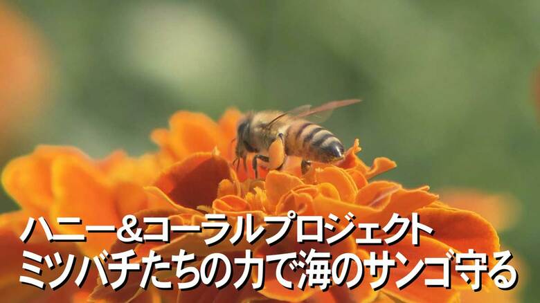 ミツバチたちが海のサンゴを守る！「ハニー&amp;コーラルプロジェクト」3年で広がる連携の輪【沖縄発】｜FNNプライムオンライン