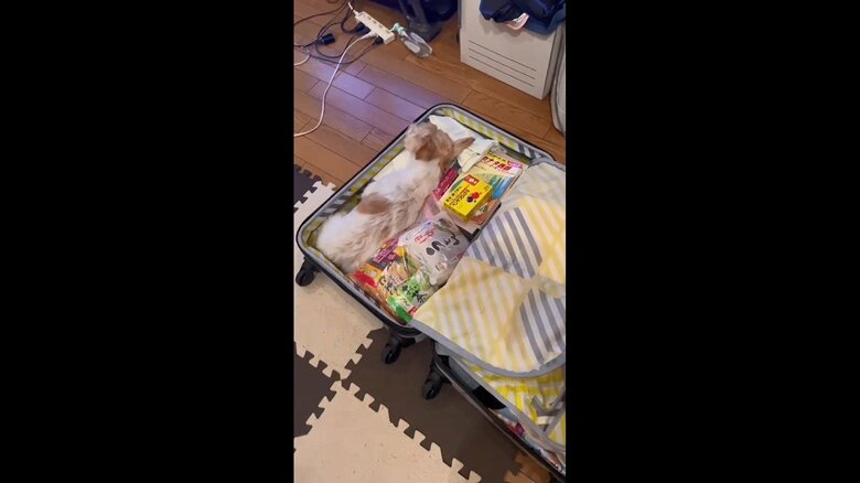 「あわよくば一緒に？」妹のカナダ留学用のキャリーバッグにすっぽり収まる犬が可愛い…“ふたり”の関係性を聞いた｜FNNプライムオンライン