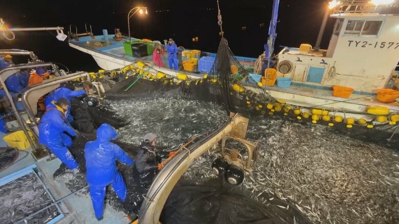 富山湾の先月の総漁獲量が記録残る1985年以降で2番目の多さに！　理由は意外なあの魚… 「富山湾の神秘」ホタルイカも豊漁｜FNNプライムオンライン