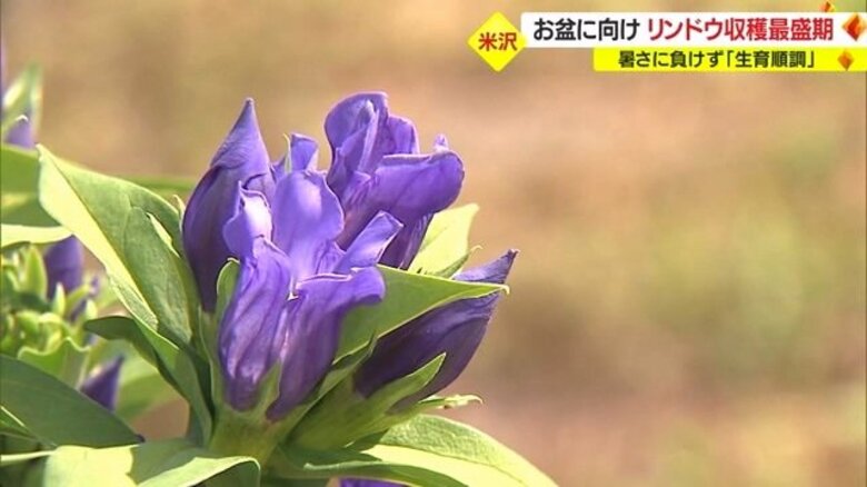 まもなくお盆…紫やピンクに咲く「リンドウ」収穫最盛期 　昼と夜の寒暖差が色付きの良さの秘訣・お供え用として人気【山形発】｜FNNプライムオンライン
