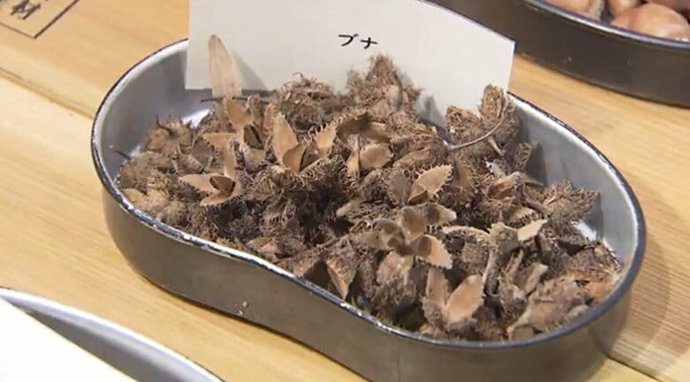 ブナの開花状況　宮城県内は過去最高の「豊作」　去年は「大凶作」でクマの出没増加｜FNNプライムオンライン