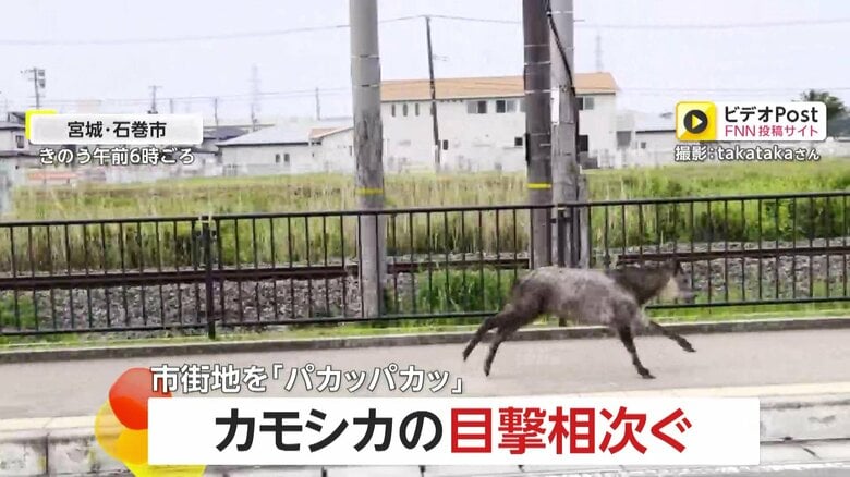 「パカッパカッ」市街地でカモシカの目撃相次ぐ…軽快な足音を響かせ颯爽と駆け抜ける　“神々しい”茂みにたたずむ“白いカモシカ”の姿も　宮城｜FNNプライムオンライン