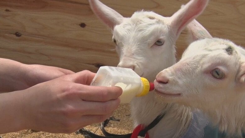 「めっちゃ飲んでる」ヤギの赤ちゃんがミルクをゴクゴク　チーズ工房がヤギと触れ合える牧場をオープンへ　エサやり・散歩・搾乳体験も　「地元の人が楽しめる場所になれば」｜FNNプライムオンライン
