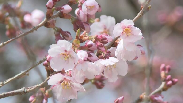「天下第一の桜」　名所の高遠城址公園でタカトオコヒガンザクラの開花を宣言　去年より7日速く　見頃は4月3日ごろの予想｜FNNプライムオンライン