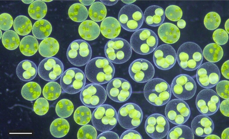 【大阪工業大学】緑藻「サガミボルボックス」新種として正式記載