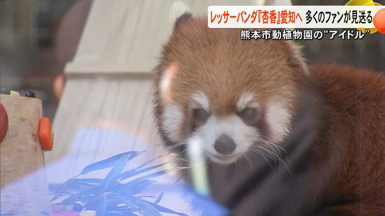 「遠くに行っても…」レッサーパンダの『杏香』がお引越し 熊本市動植物園から豊橋総合動植物公園へ【熊本発】|FNNプライムオンライン