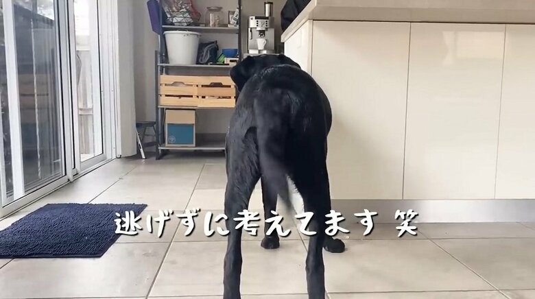 いつもなら逃げるけれども・・・