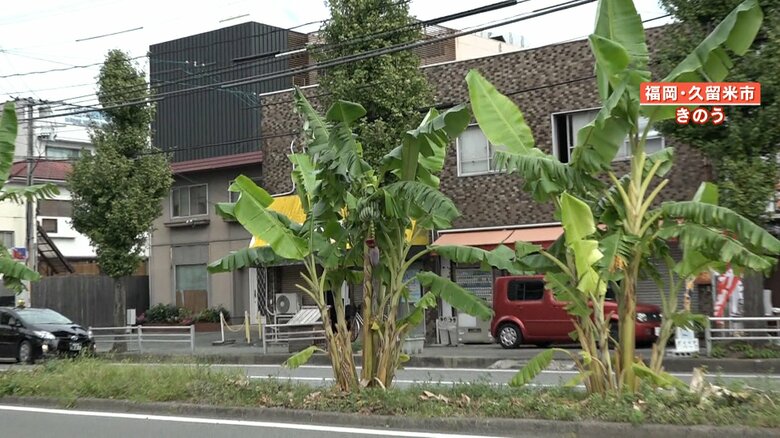 1本だけではなく何本も植えられている