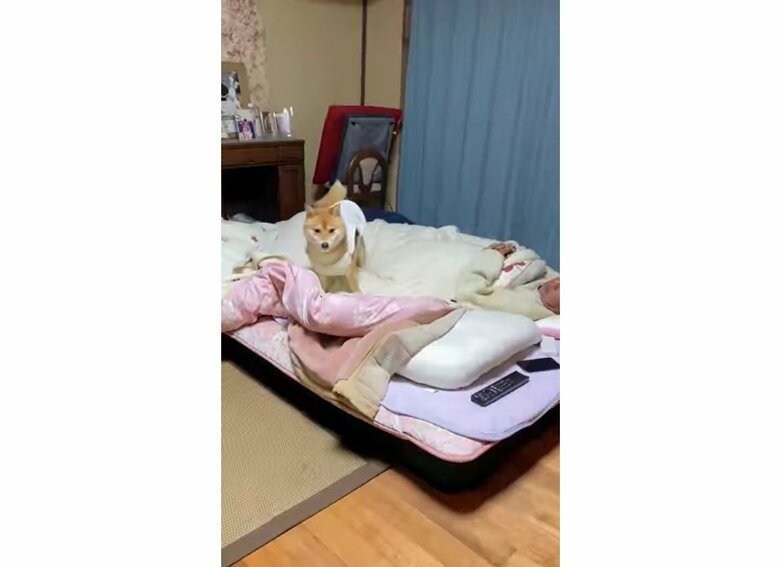 寝室へ到着した時のむぎちゃん(提供:shiba_mugi_さん)