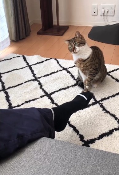 まずは獲物をじっと見つめて…