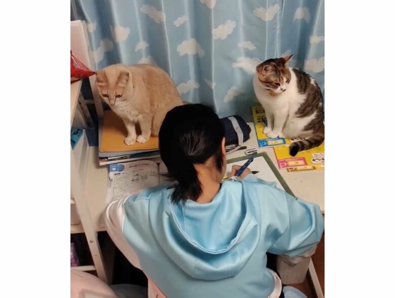 勉強中のお姉ちゃん見守る２匹（提供：nyaokoさん）