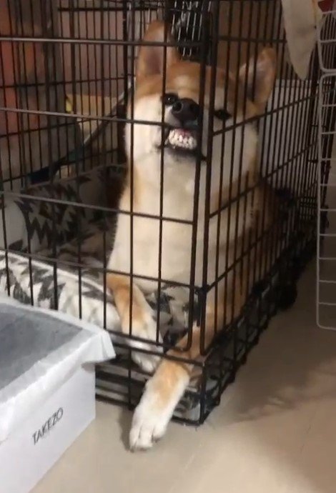 提供：torakichi602さん