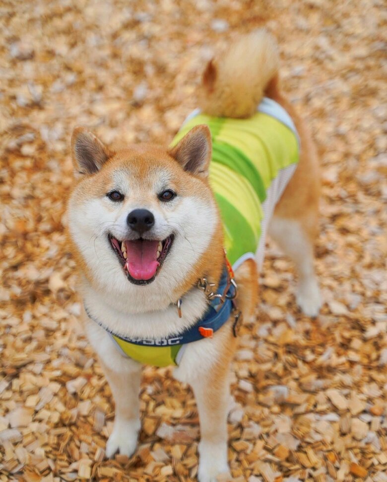 提供：柴リアンハスキーもちごめ兄弟さん