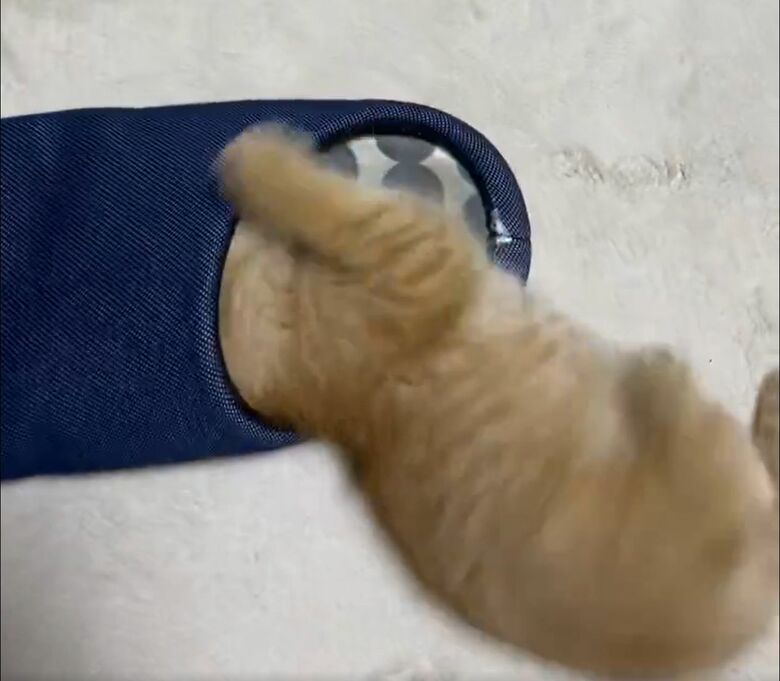 頭を突っ込んだり…
