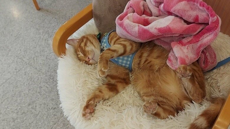 気持ちよさそうに爆睡