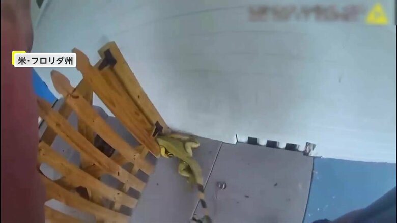 柵を通ろうとバタつくイグアナ（Daytona Beach Police Department）