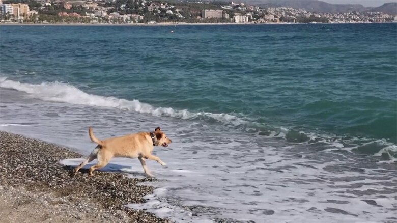 1月のスペインで海水浴を楽しむワンコ