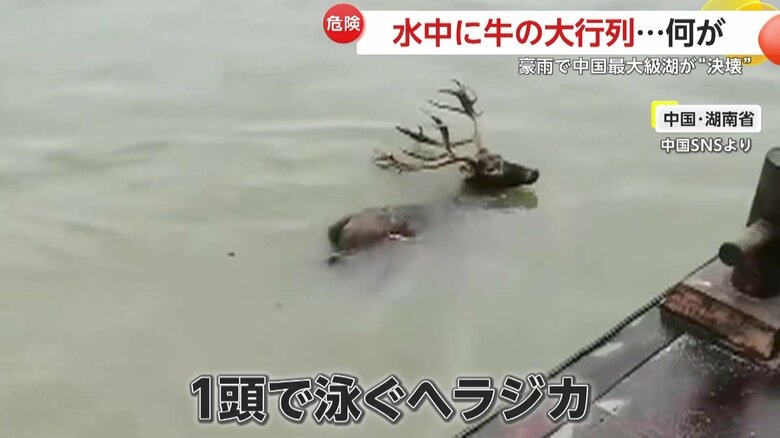 はぐれてしまったのか1頭だけで泳ぐヘラジカの姿