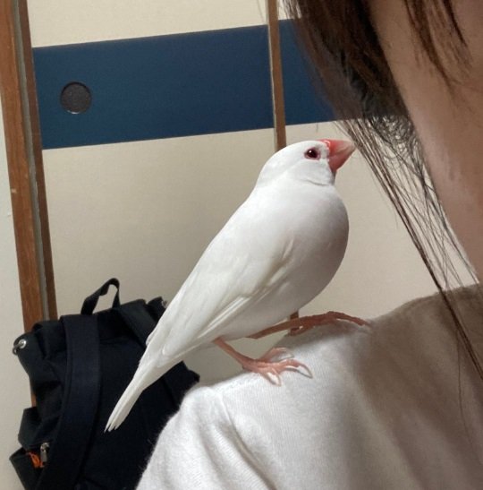 こちらは飼い主さんの肩に乗るおいりくん。耳の方を見ているようにも…？