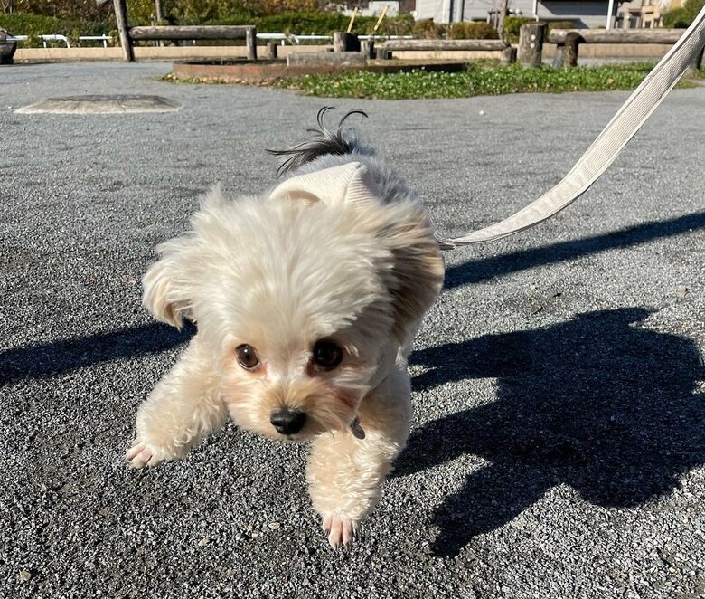 ダッシュ！