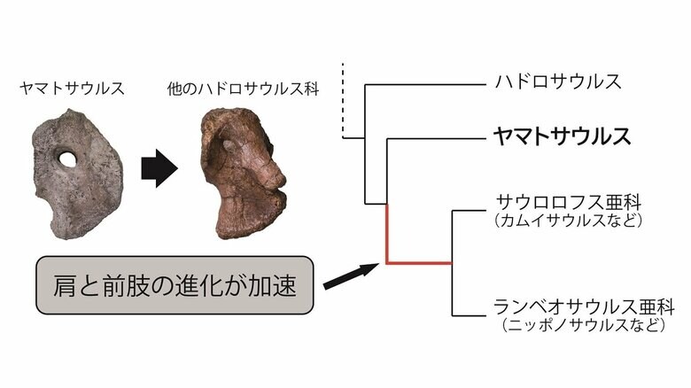 鳥口骨の形状（左）などから、系統樹（右）のような関係性が分かったという
