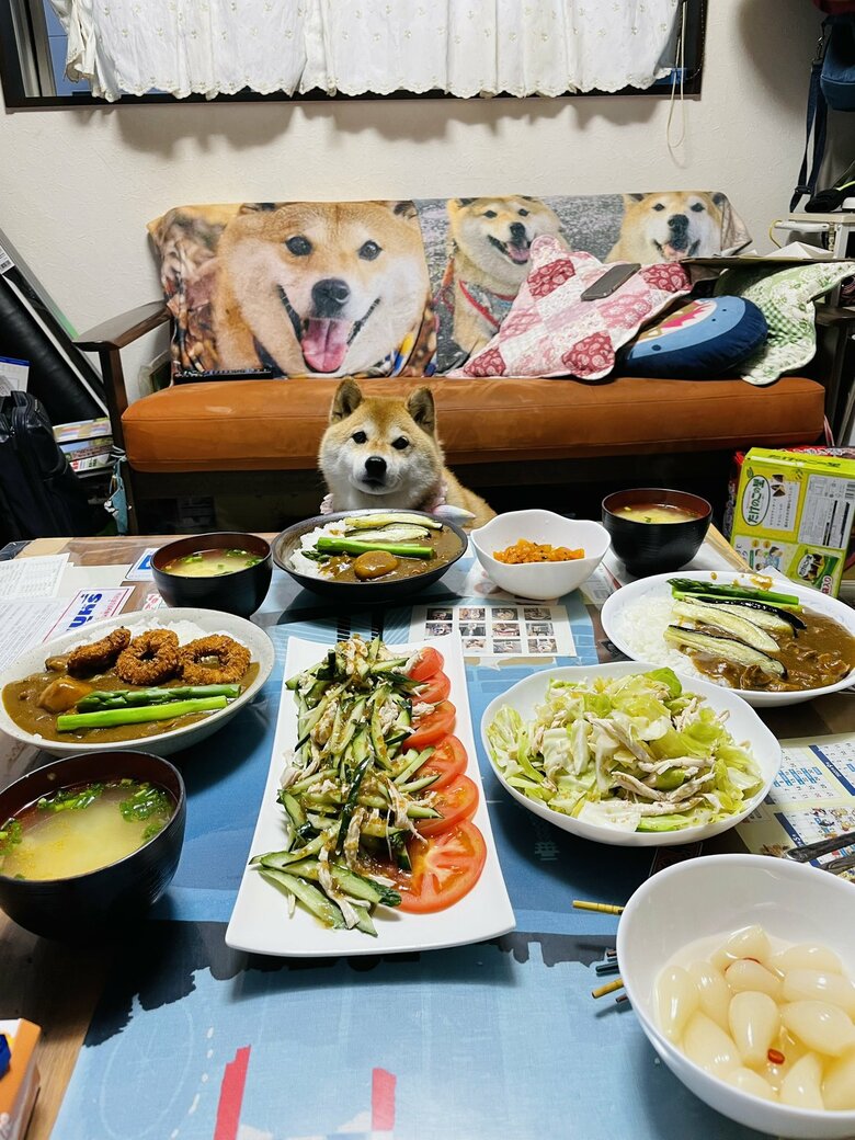 画像提供：柴犬ハナさん