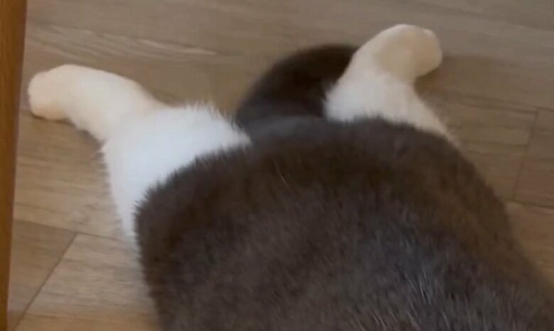 だらーんとして可愛らしい