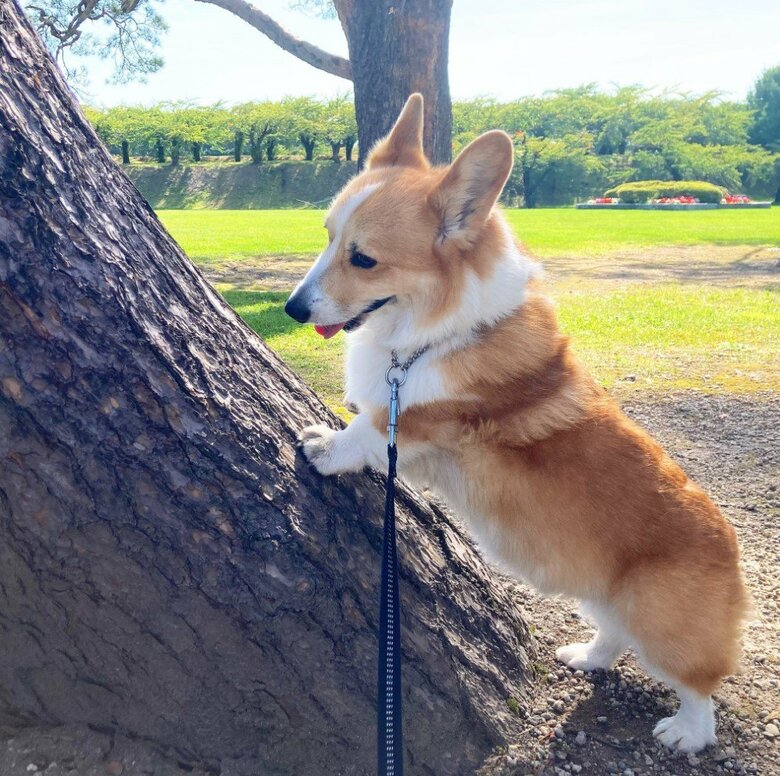 提供：むぎん家＠きよらさん