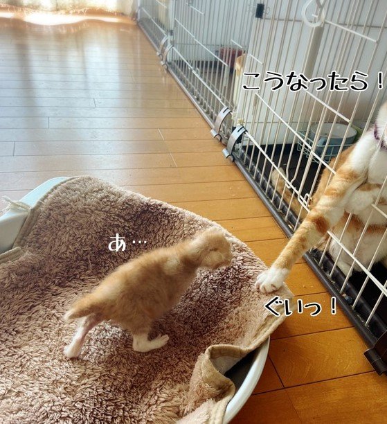 提供：ちょとさん