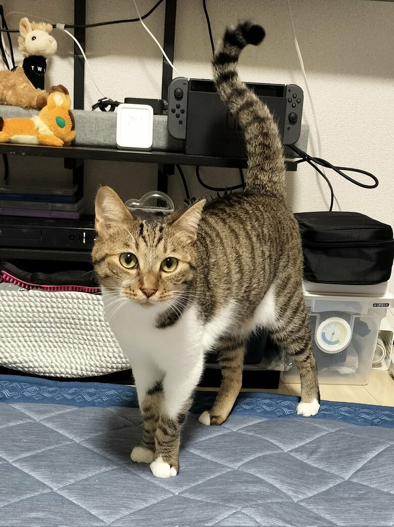 くねくね尻尾（提供：猫のテトさん）