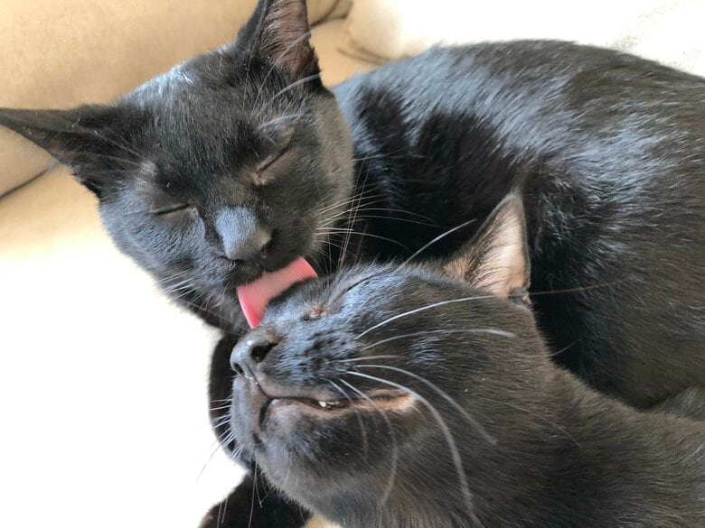 でも、毎日仲良しなんだとか