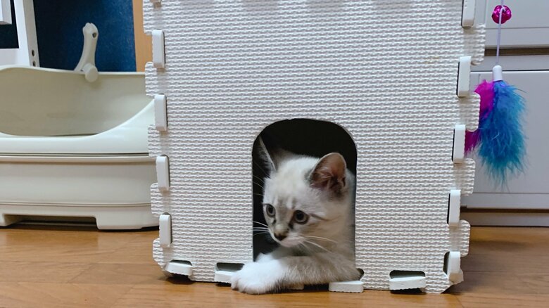 お家はこんな感じ