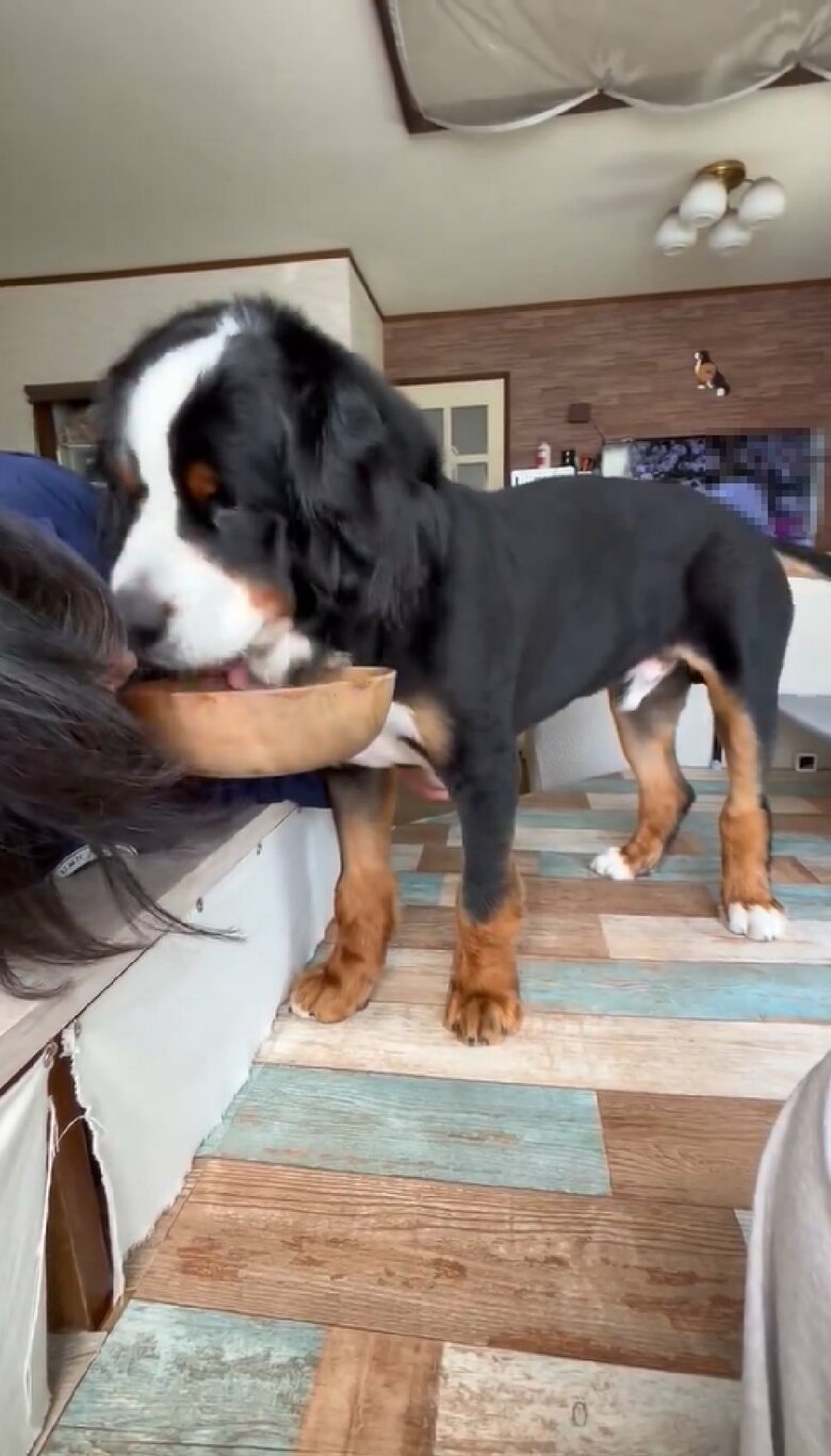 食べ終わりました！