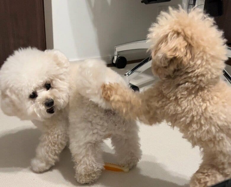 しっぽぺちぺち攻撃