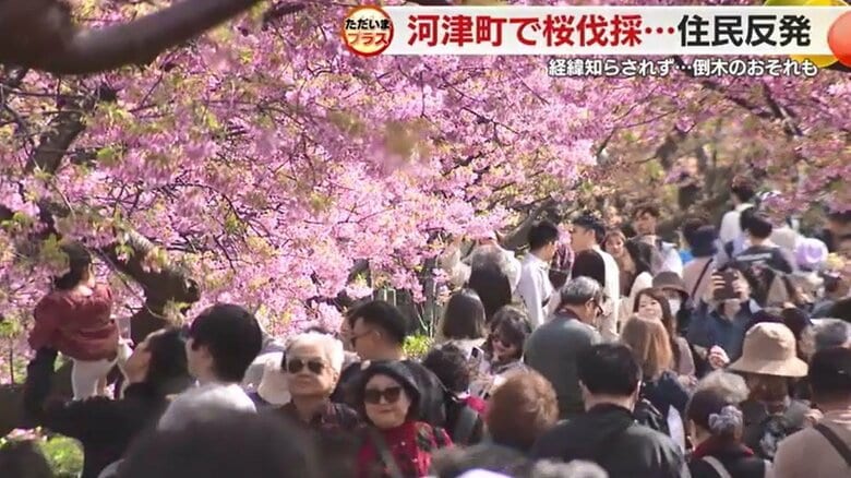 河津桜祭り（2024年）