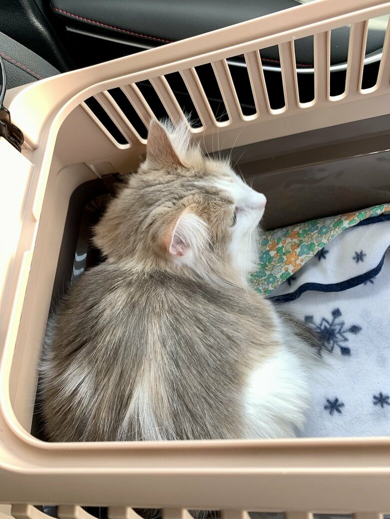 病院が苦手なエドくん。病院の駐車場で診察待ちの様子　