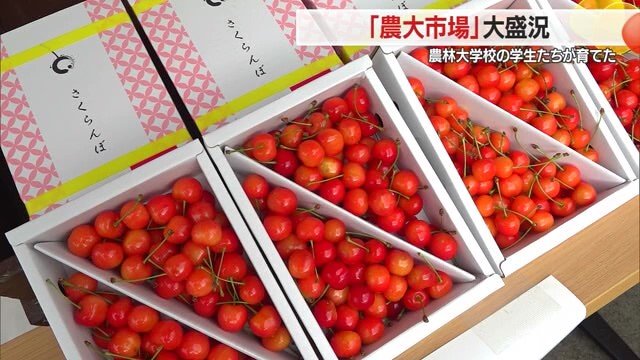 学生たちが栽培したサクランボはほかとは違っておいしいそう
