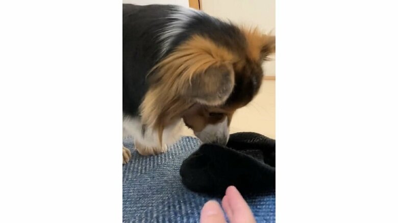 帽子を泥棒　観念して返してくれた