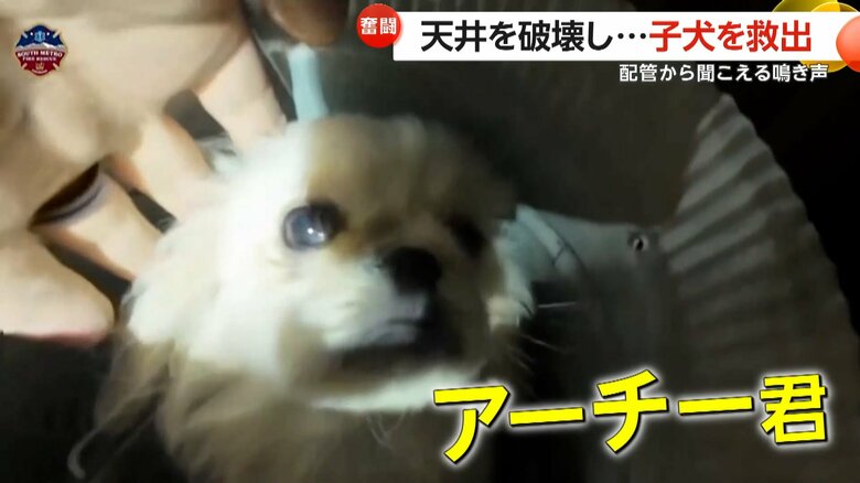 配管の中から救助されたアーチー君（South Metro Fire Rescue）