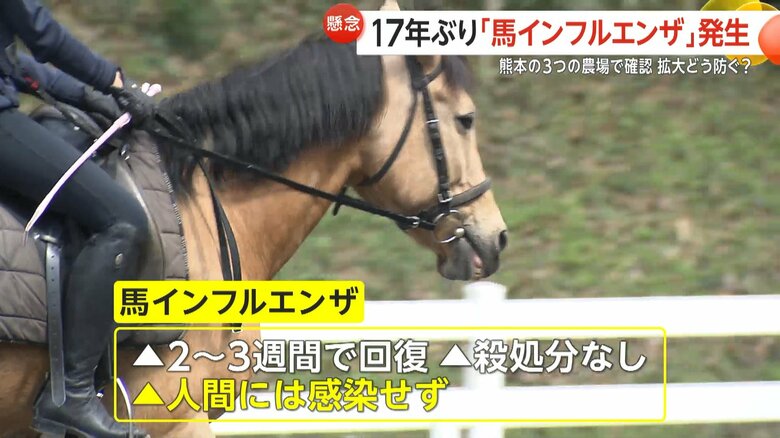 馬インフルエンザに感染しても殺処分は行われず、人間への感染もないという