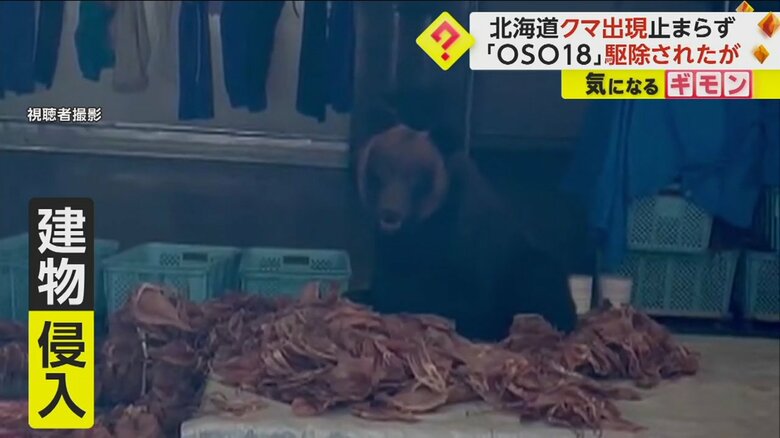 水産加工会社に侵入し、スルメイカを食べるクマ