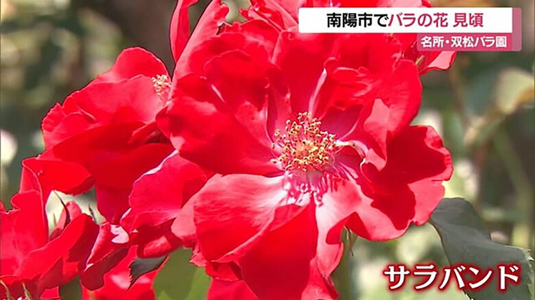 鮮やかな朱色が目をひく「サラバンド」