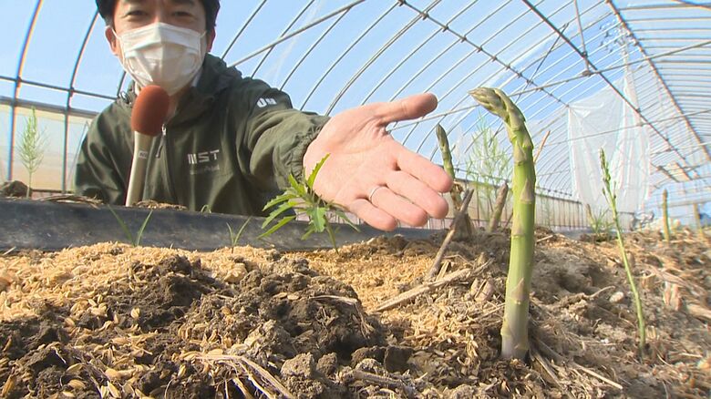 曲がったアスパラガス