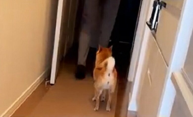 玄関に近づくと諦めるのだという（投稿動画の最後の様子）