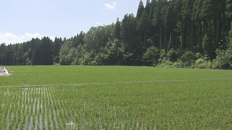 酒米「五百万石」の水田