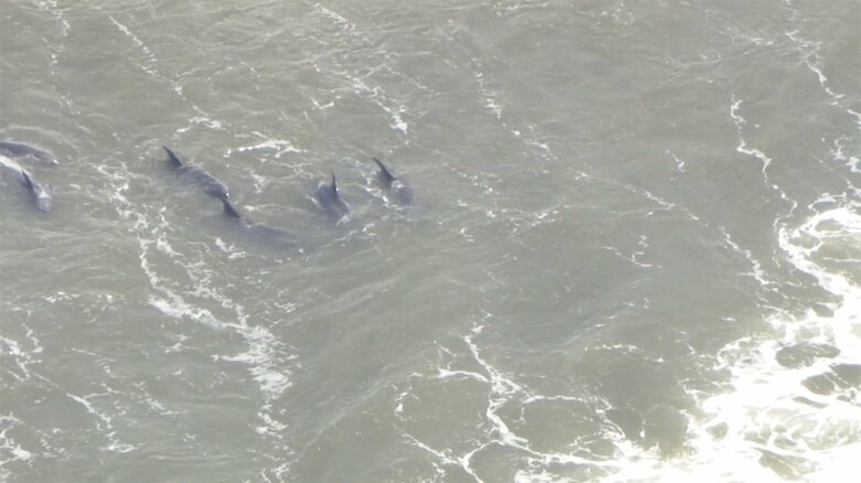 現場では、サーファーらがイルカを海に戻そうとする様子が見られた。