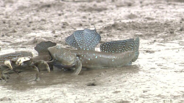 ライバルと縄張り争い